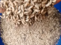 Black Soldier Fly — फ़ोटो 4