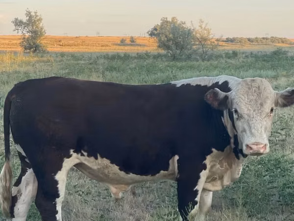 Bull, Kazakh White-headed cow