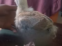 Shamo chickens — photo 3