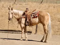 Mare, Quarter Horse — photo 5