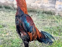 Chickens — Foto 2