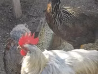 Chickens — Foto 1