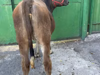 Kuh, Swiss cattle — Foto 2