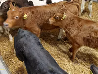 Cattle (batch, sex not specified), Cattle — photo 7