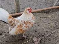 Danish hen — photo 1