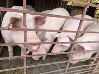 猪（批次，未指定性别）, Pigs — 照片 2