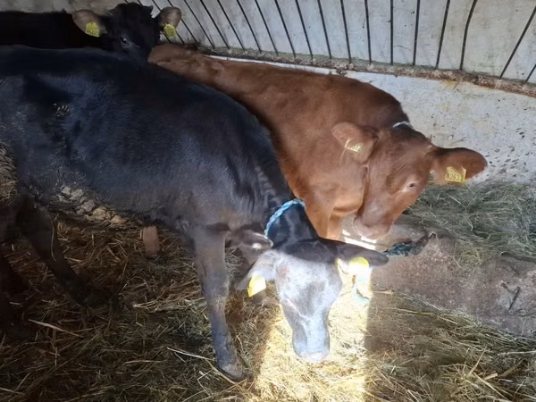 Cow, Cattle