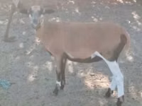 Goat, Goats — photo 1