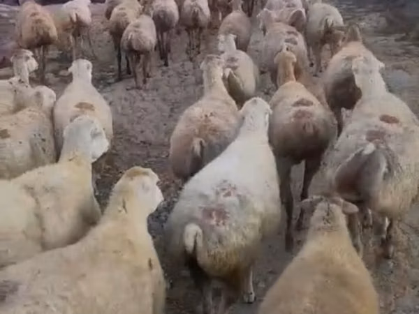 母羊, Daglıс sheep