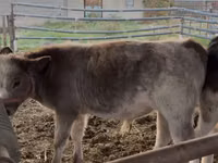 Cattle (batch, sex not specified), Belgian Blue — photo 2