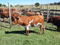 Cow, Nguni cattle — photo 8