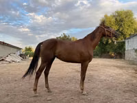 Mare, Canadian horse breed — photo 1