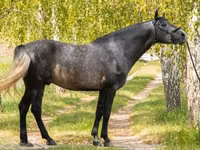 Horse (M), Andalusian horse — photo 1