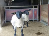 Sheep, White Suffolk sheep — photo 1
