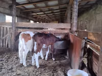 Kuh, Russian Black pied cattle — Foto 2
