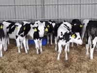Vaca, Raza Holstein — foto 6
