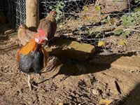 डेनिश हेन — फ़ोटो 3