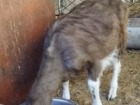 Billy Goat, Toggenburg goat — photo 4
