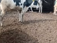 Toro, Russian Black pied cattle — foto 3
