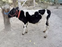Bull, Russian Black pied cattle — photo 2