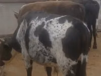 Vaca, Ganado vacuno — foto 2
