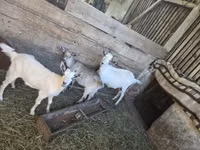 Cabra, Cabras — foto 2