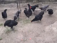 Gallo de pelea de fosa australiano — foto 4