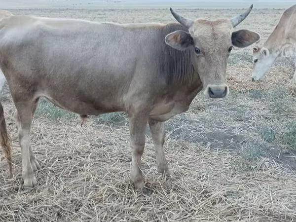 Bulle, Aserbaidschanisches Zebu