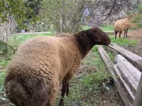 Ram, Sheep — photo 1