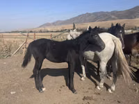 Horse (M), Russian Don — photo 2