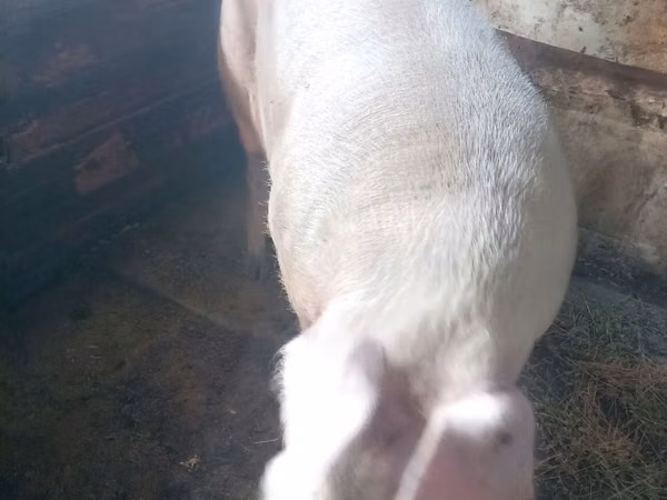 Boar, 