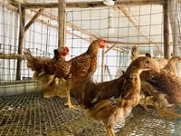 Shamo chickens — photo 4
