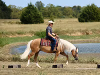 Hengst, Quarter Horse — Foto 4