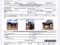 Horse (M), Mustang — photo 5