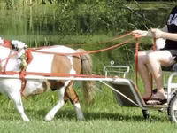 घोड़ा, Miniature horse — फ़ोटो 4