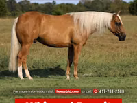 Hengst, Quarter Horse — Foto 1