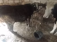 Vaca, Ganado vacuno — foto 2