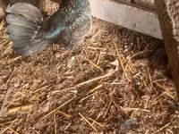 Japanese Bantam — photo 7