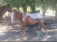 Horse (M), Tarpan (Died out) — photo 1