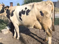 Cow, Swiss cattle — photo 6