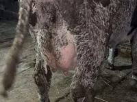 بقرة, Russian Black pied cattle — الصورة 3