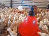 Chickens — photo 1