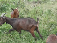 Cabra, Murcia-Granada goats — foto 2
