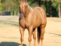 Horse (M), Quarter Horse — photo 4