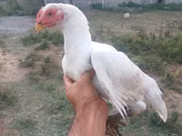 Chickens — Foto 1