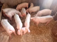 母猪, Pigs — 照片 1