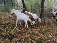 Goat, Nubian Goat — photo 4