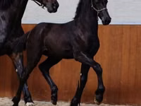 公马, Appaloosa — 照片 2