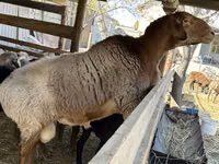 Widder, Arashan sheep — Foto 3