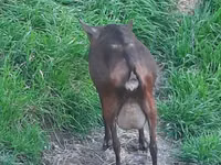 Cabra, Irish goat — foto 2